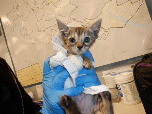 ROBIN, Baby Domestic Short Hair (medium coat), cat for adoption in Campbell, California