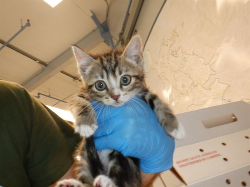 BRODIE, Baby Domestic Short Hair (medium coat), cat for adoption in Campbell, California