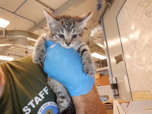 BRANDI, Baby Domestic Short Hair (medium coat), cat for adoption in Campbell, California