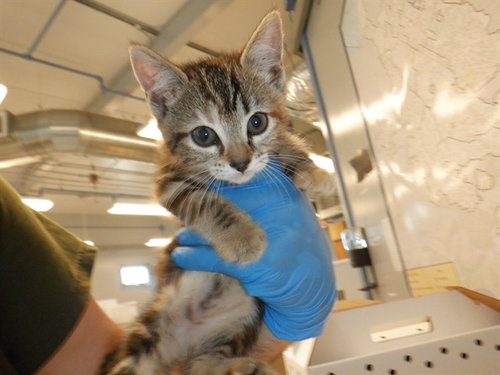 BRIDGETT, Baby Domestic Short Hair (medium coat), cat for adoption in Campbell, California