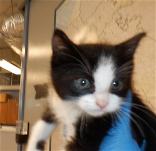 BUGG, Baby Domestic Short Hair (medium coat), cat for adoption in Campbell, California