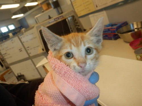 DI'EVIANO, Baby Domestic Short Hair (medium coat), cat for adoption in Campbell, California