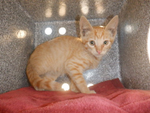 VAIDEN, Baby Domestic Short Hair (medium coat), cat for adoption in Campbell, California