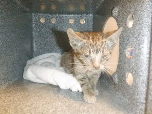 MARCUS, Baby Domestic Short Hair (medium coat), cat for adoption in Campbell, California