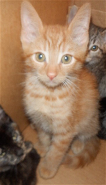 NARANJA, Baby Domestic Short Hair (medium coat), cat for adoption in Campbell, California