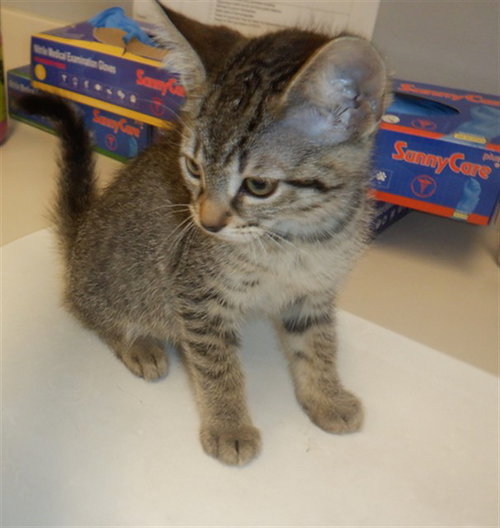KODAK, Baby Domestic Short Hair (medium coat), cat for adoption in Campbell, California