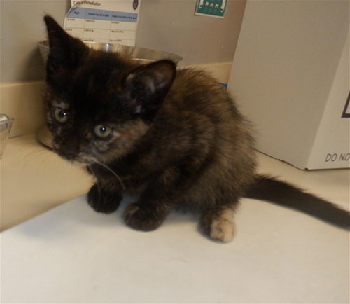 SPARKLE, Baby Domestic Short Hair (medium coat), cat for adoption in Campbell, California