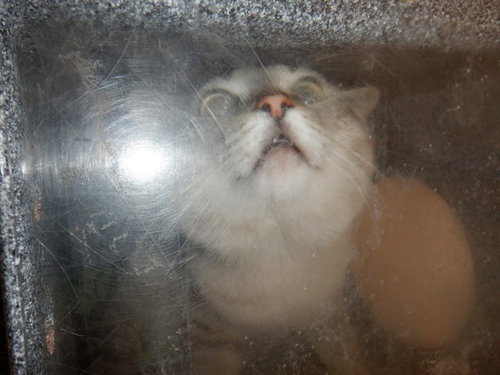 LOKI, Young Domestic Short Hair (medium coat), cat for adoption in Campbell, California