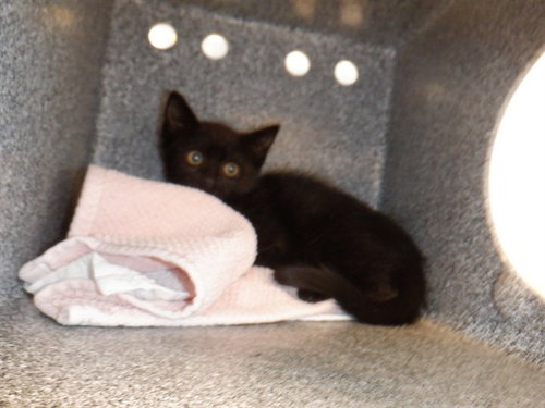 A1409724, Baby Domestic Short Hair (medium coat), cat for adoption in Campbell, California