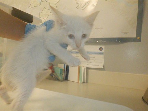 KIMBA, Baby Domestic Short Hair (medium coat), cat for adoption in Campbell, California