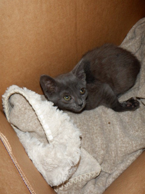 BRIENNE, Baby Domestic Short Hair (medium coat), cat for adoption in Campbell, California