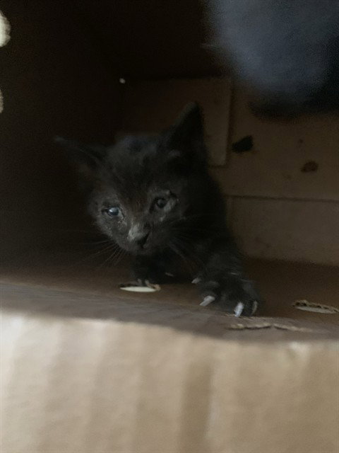ELIZA, Baby Domestic Short Hair (medium coat), cat for adoption in Campbell, California