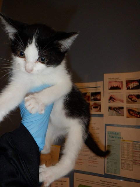 A1408241, Baby Domestic Short Hair (medium coat), cat for adoption in Campbell, California
