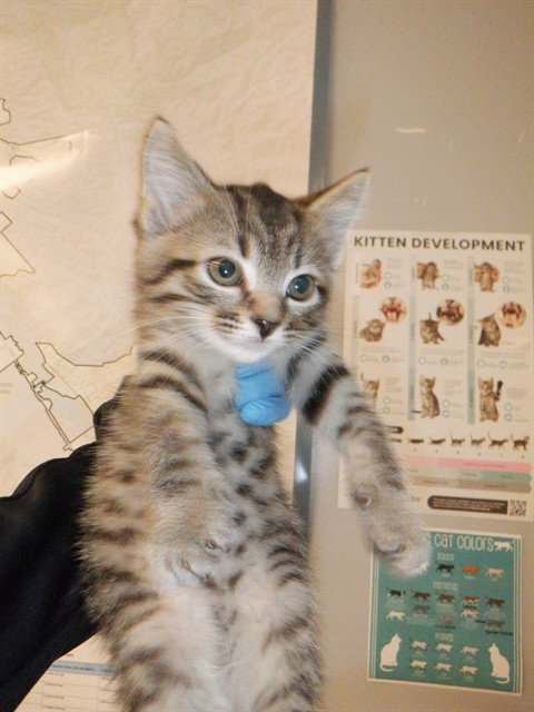 A1408242, Baby Domestic Short Hair (medium coat), cat for adoption in Campbell, California