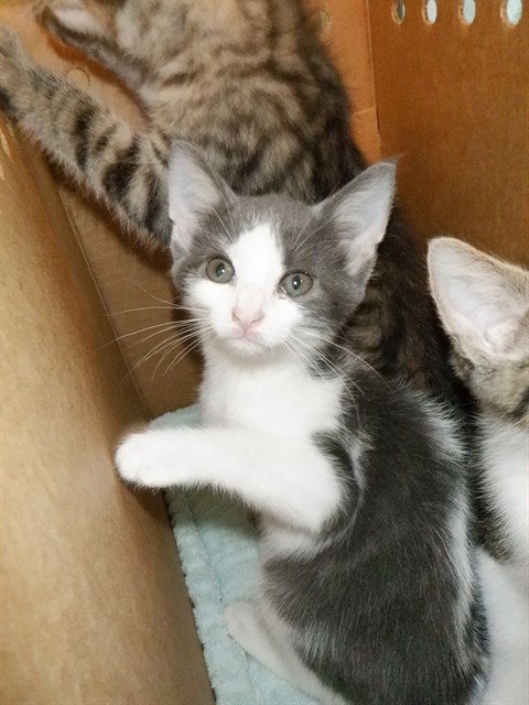 A1408243, Baby Domestic Short Hair (medium coat), cat for adoption in Campbell, California