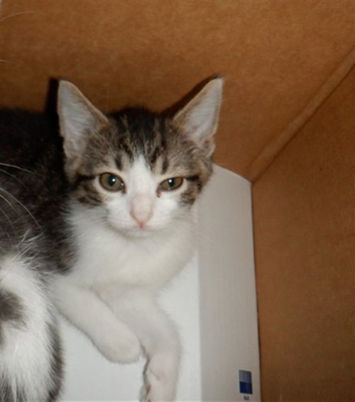 A1408245, Baby Domestic Short Hair (medium coat), cat for adoption in Campbell, California