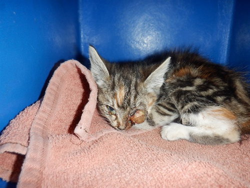 LIBRA, Baby Domestic Medium Hair (medium coat), cat for adoption in Campbell, California