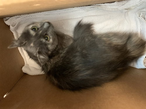 ELENA, Adult Domestic Short Hair (medium coat), cat for adoption in Campbell, California