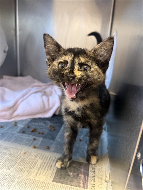 SCARLET, Baby Domestic Short Hair (medium coat), cat for adoption in Campbell, California