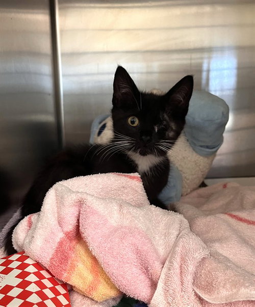 BLACKBERRY, Baby Domestic Short Hair (medium coat), cat for adoption in Campbell, California