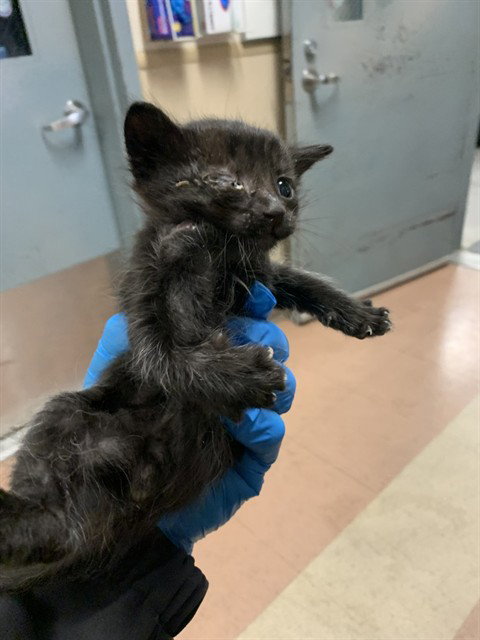 BLACKBERRY, Baby Domestic Short Hair (medium coat), cat for adoption in Union City, California