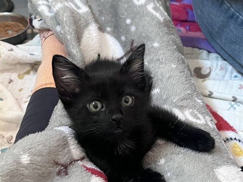 BEAN, Baby Domestic Short Hair (medium coat), cat for adoption in Union City, California