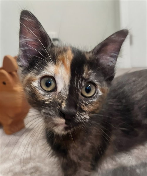JELLY, Baby Domestic Short Hair (medium coat), cat for adoption in Union City, California