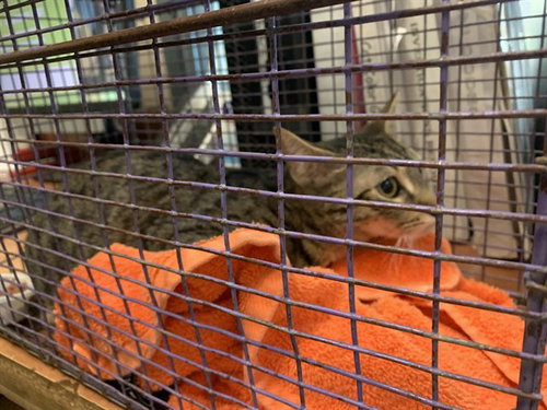 A1409359, Young Domestic Short Hair (medium coat), cat for adoption in Union City, California