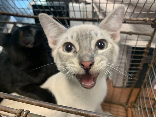 A1409362, Baby Domestic Short Hair (medium coat), cat for adoption in Union City, California