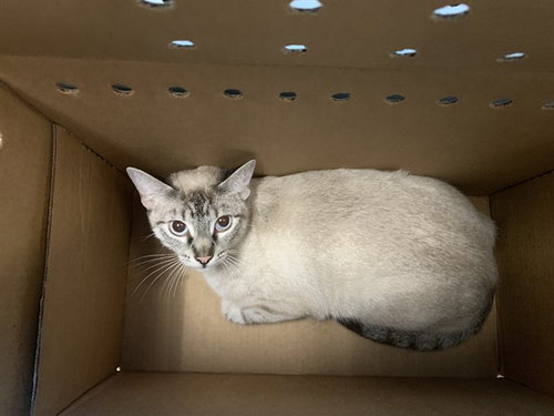 A1409365, Young Domestic Short Hair (medium coat), cat for adoption in Union City, California