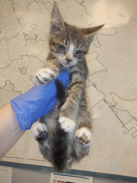 BANE, Baby Domestic Short Hair (medium coat), cat for adoption in Union City, California