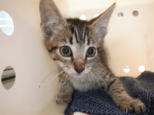THOMAS, Baby Domestic Short Hair (medium coat), cat for adoption in Union City, California