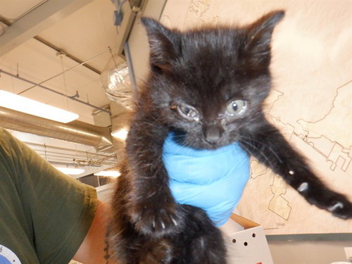 BLOSSOM, Baby Domestic Short Hair (medium coat), cat for adoption in Union City, California