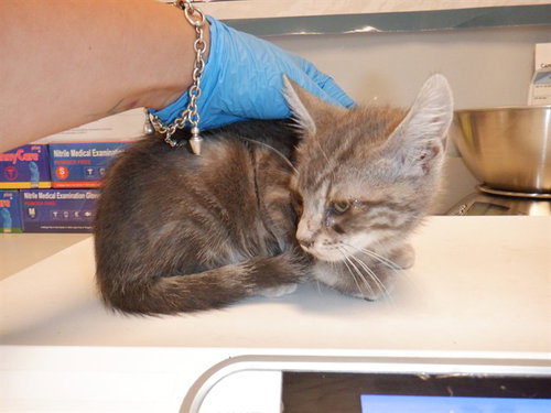 ROSS, Baby Domestic Short Hair (medium coat), cat for adoption in Union City, California