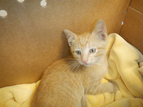 MALAKAI, Baby Domestic Short Hair (medium coat), cat for adoption in Union City, California