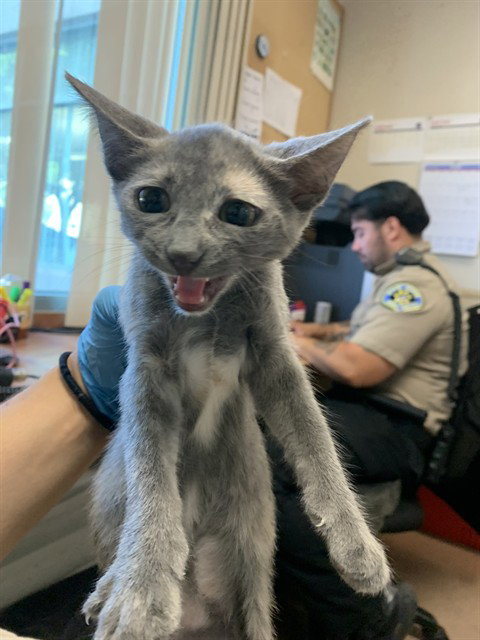 A1409368, Baby Domestic Short Hair (medium coat), cat for adoption in Union City, California