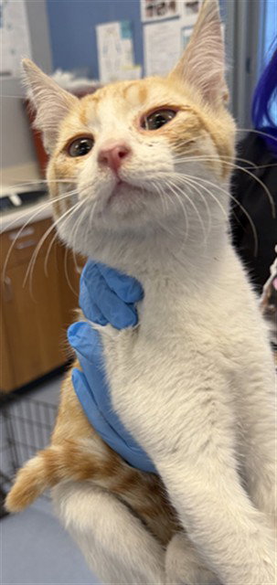 MOJO, Baby Domestic Short Hair (medium coat), cat for adoption in Union City, California