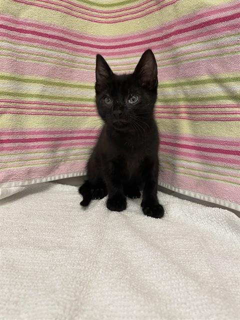 LIQUORISH, Baby Domestic Short Hair (medium coat), cat for adoption in Union City, California