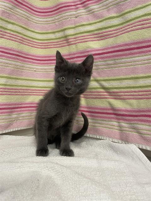 PEPPER, Baby Domestic Short Hair (medium coat), cat for adoption in Union City, California