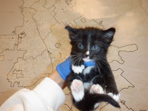 KITAVA, Baby Domestic Short Hair (medium coat), cat for adoption in Union City, California