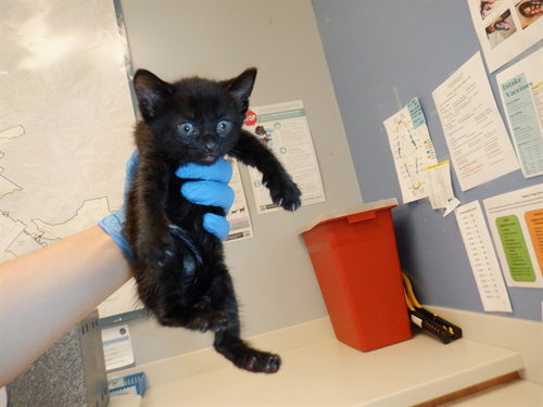 ATZRI, Baby Domestic Short Hair (medium coat), cat for adoption in Union City, California