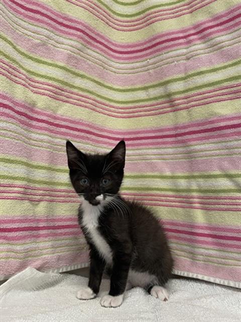 SUSHI, Baby Domestic Short Hair (medium coat), cat for adoption in Union City, California