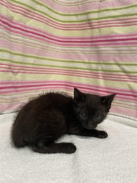 A1408419, Baby Domestic Short Hair (medium coat), cat for adoption in Union City, California