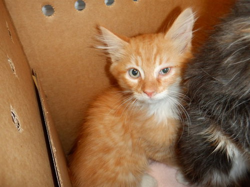 CREAMSICLE, Baby Domestic Medium Hair (medium coat), cat for adoption in Union City, California