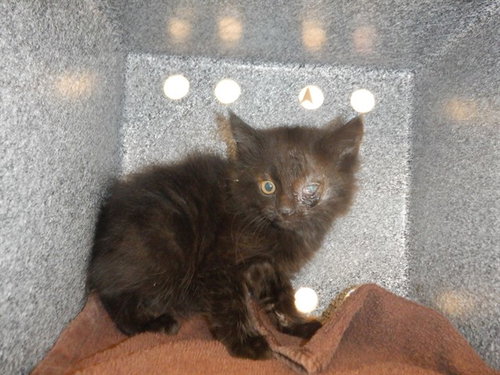 BELLATRIX, Baby Domestic Short Hair (medium coat), cat for adoption in Union City, California