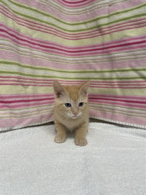 A1408829, Baby Domestic Short Hair (medium coat), cat for adoption in Union City, California