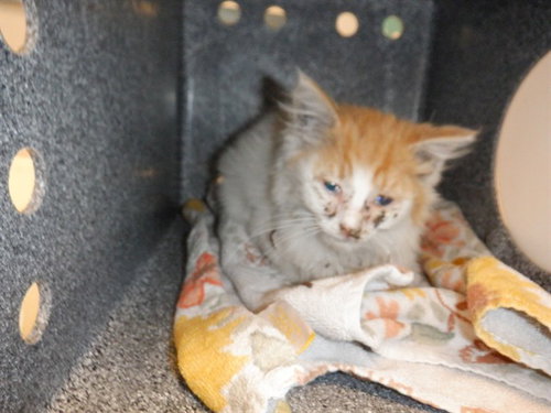 BUCK, Baby Domestic Medium Hair (medium coat), cat for adoption in Union City, California