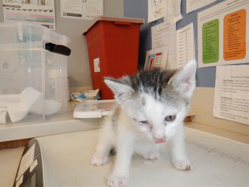 POOKIE, Baby Domestic Short Hair (medium coat), cat for adoption in Union City, California