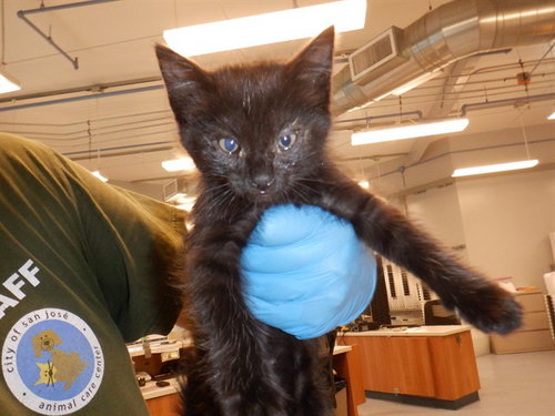 BUTTERSCOTCH, Baby Domestic Short Hair (medium coat), cat for adoption in Union City, California