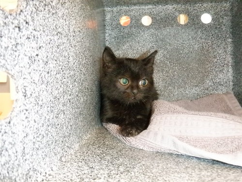 BONNIE, Baby Domestic Short Hair (medium coat), cat for adoption in Union City, California